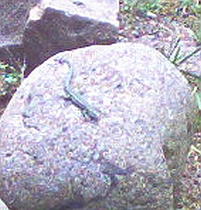 A tiny lizard sat on a rock