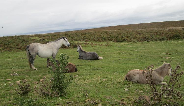 Random cruffy almost wild horses roam the Gower Peninsula's open moors
