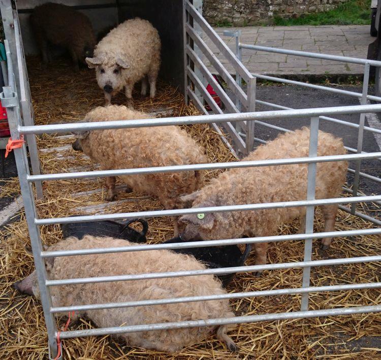 More half sheep half pig creatures at the Llandovery festival