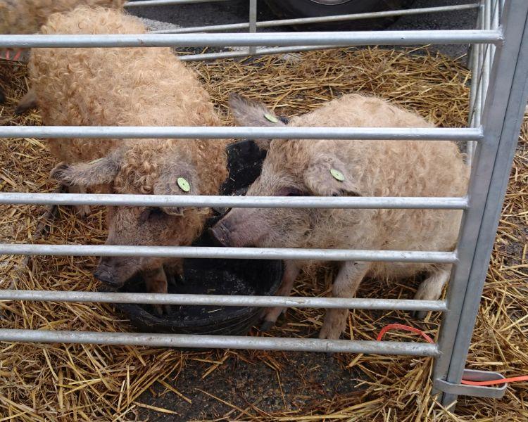 Pigs that have a thin covering of very curly wool in a pen at the sheep festival