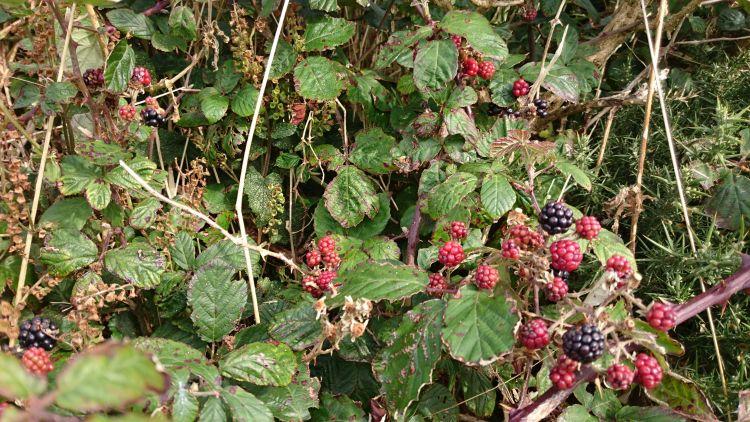 Leaves, twigs, vines and ripe blackberries all in a mad tangle behind the tent