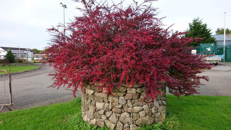 A vivid red-brown-purple bush brings colour to the otherwise ordinary campsite