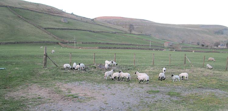 Young lambs with their mothers in the green valleys of the Yorkshire Dales