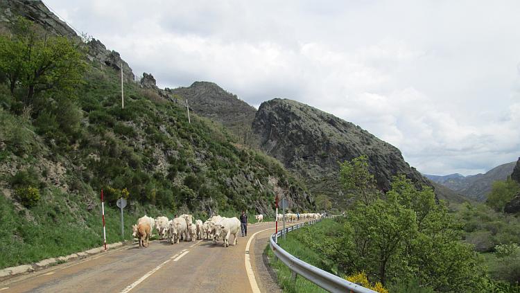 A herd of white cows are being walked along the main mountain road