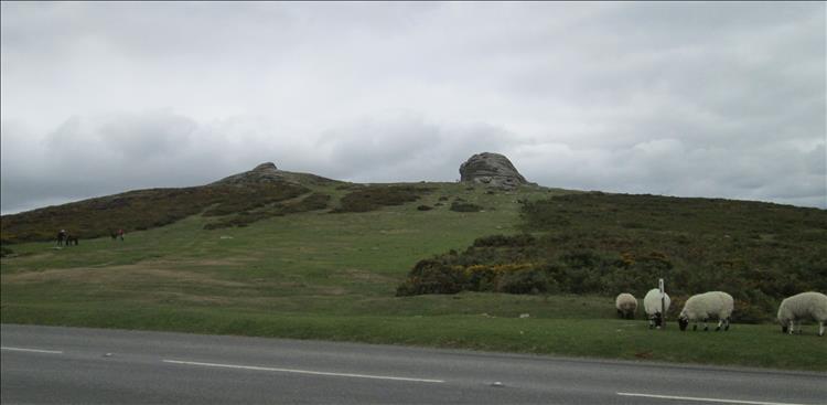 Haytor is the top of a rounded hill with a clump of rocks atop. Several sheep wander around