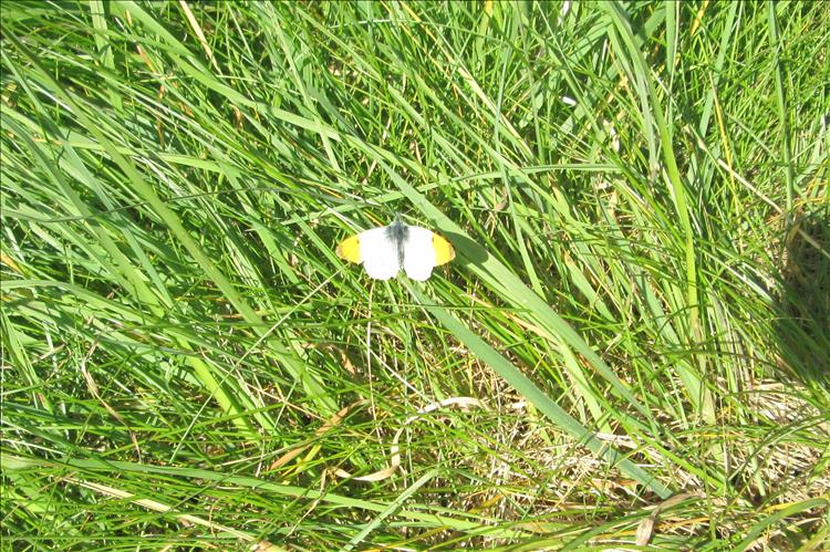 A white winged with yellow tips butterfly on the green grass