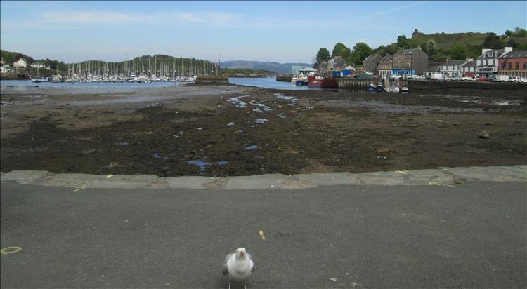 The tide is out at Tarbert Harbour, a seagull is close up and begging for food
