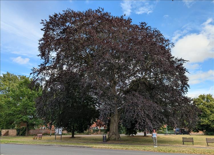 A huge tall tree makes Sharon look even smaller than she is at Long Itchington