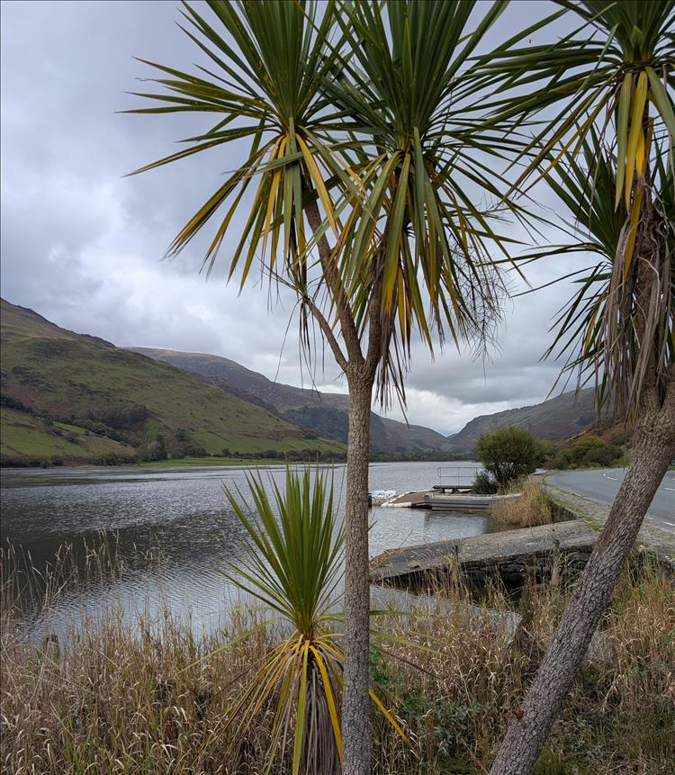 2 palm trees beside the lake look out of place on the grey skies