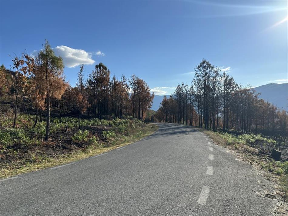 The trees beside the side of the road are tall pines, to the right they're clearly burned