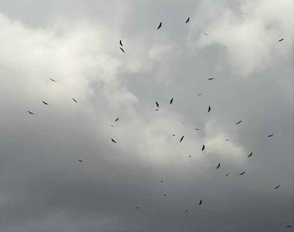 Vultures circle high overhead under grey heavy clouds