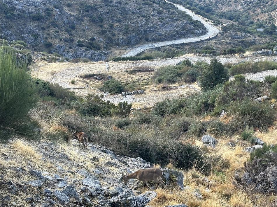 small deer forage between rocks and hardy bushes
