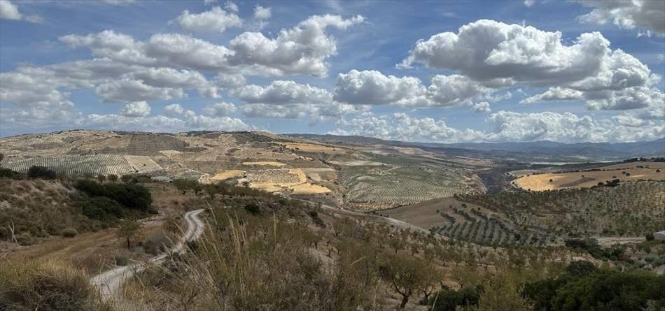 More olive groves among more rolling hills and dry landscapes and fluffy clouds in the skies