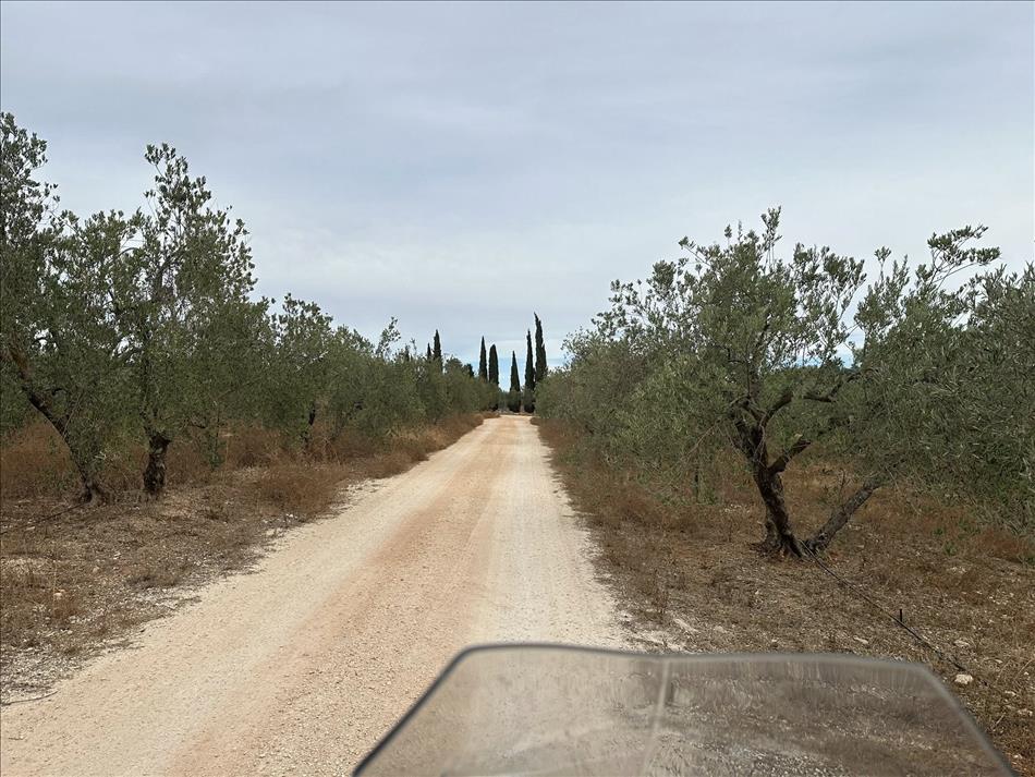 A dry dusty track between hardy olive trees and brown grasses