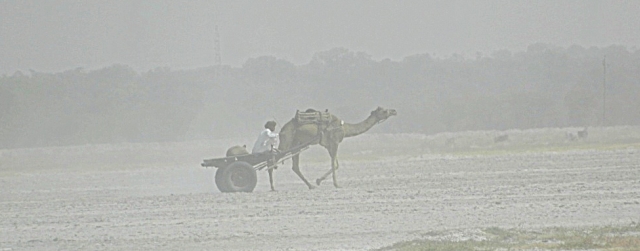 camel and diy cart on the salt lake