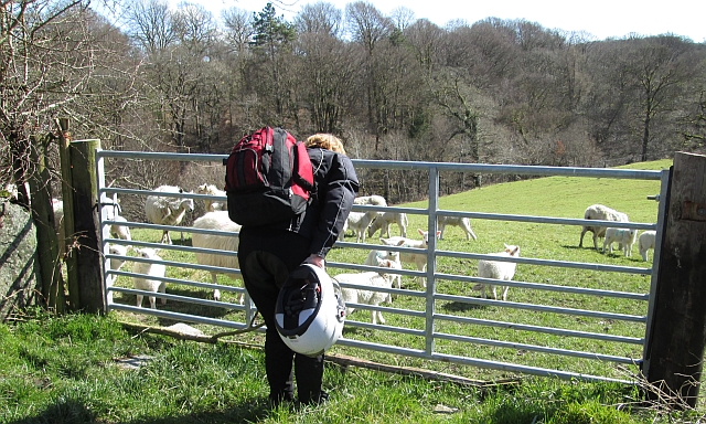 a biker leans over a fence to talk to the cute lambs in the green fields of north wales
