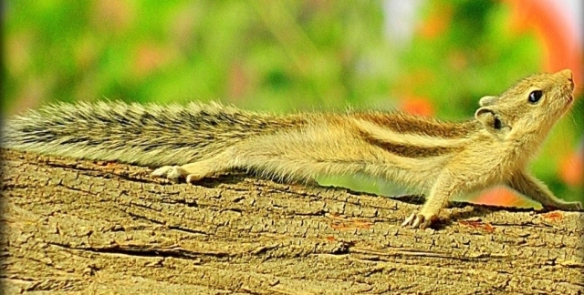 slim light tan coloured squirrel on a log