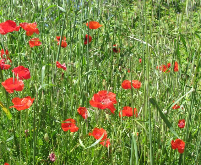 poppies and grasses in the sunny fields of southern france