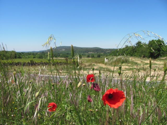 open gravel land with grass and poppies in the foreground