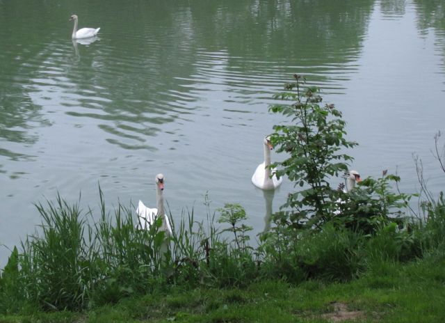 3 swans at the water edge on the lake at the campsite in epernay