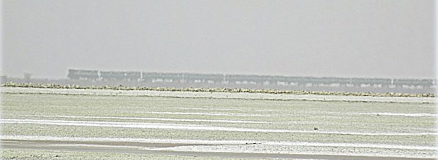 train on the horizon with sambhar lake in the foreground