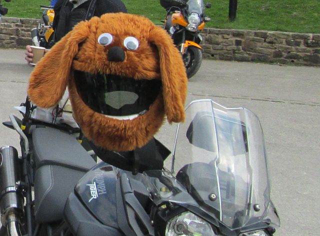 a helmet in a fluffy cover to look like a dog's head