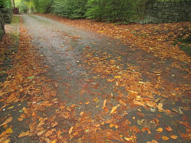 a narrow lane covered in a layer of orange brown leaves