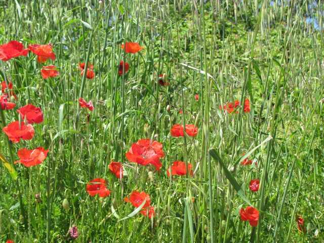 poppies in long grass in a field in France