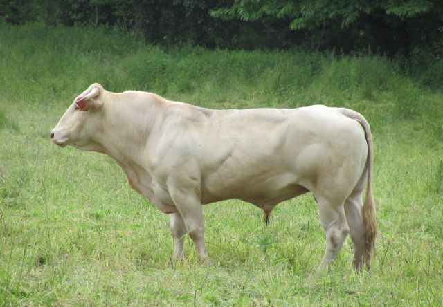 a white large muscular bull stood in a french field