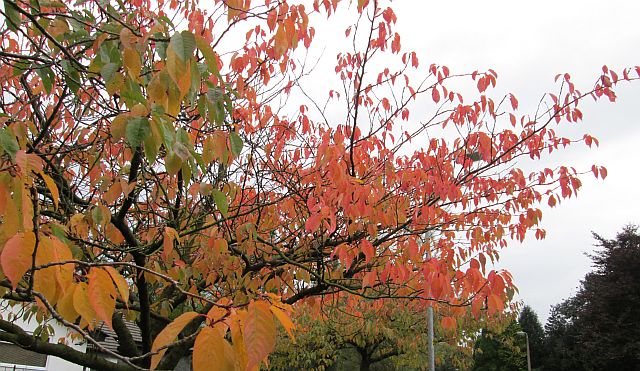 a small tree with it's leaves in orange, pink, brown and green autumn colours