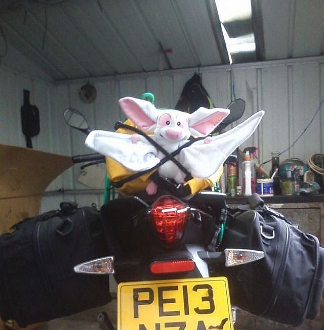 a white toy bat bungeed onto the back of sharon's keeway 125
