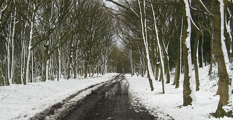 snow lies across an empty road and on the bare trees