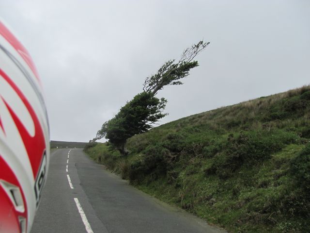 a tree bent and shaped by the wind on the Isle of Man with the rider's helmet in the foreground