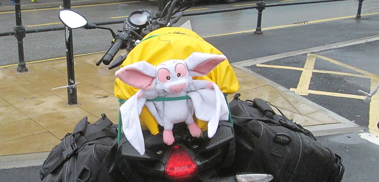 batty strapped to the gf's bike, soaking wet and bedraggled in holmfirth