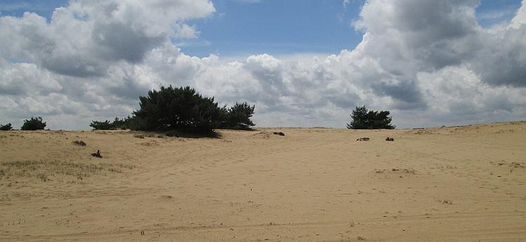Green shrubs on sand dunes, in the imagination it could be a desert