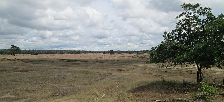 open hardy grassland in De Hoge Veluwe remind Ren of american or african savannah
