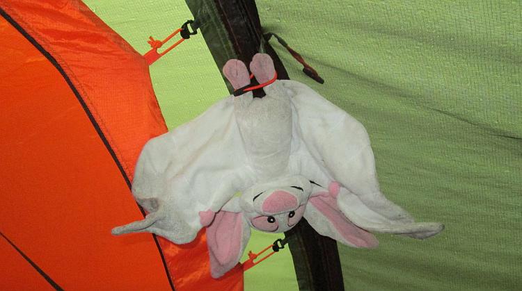 Batty the toy stuffed bat hangs upside down in the tent