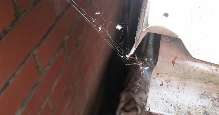 A small scruffy spider's web in Ren's shed