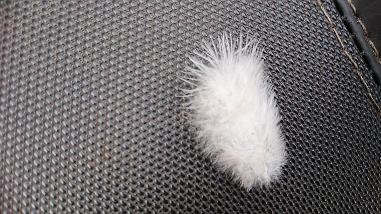 the feather is white and fluffy in this close up shot