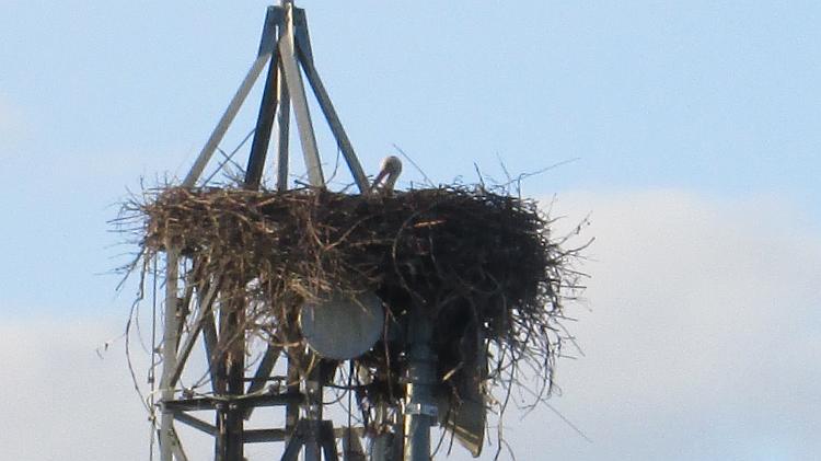 A large nest with the head of a stork just visible on top of a steel mobile phone and data mast
