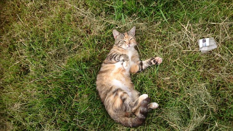 A cat lying relaxed on the grass by the caravan
