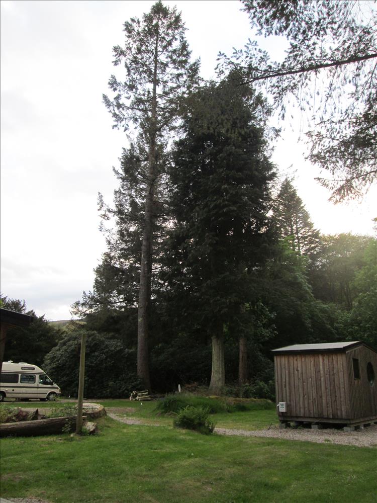 A huge tall straight tree at the campsite. Apparently it's a Redwood