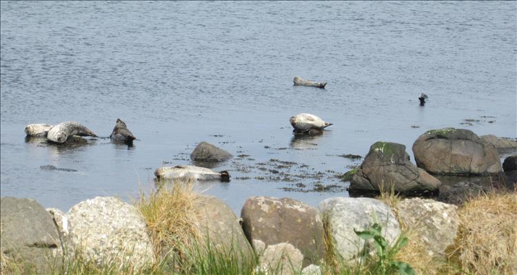 Several fat seals lounge on the rocks by the sea
