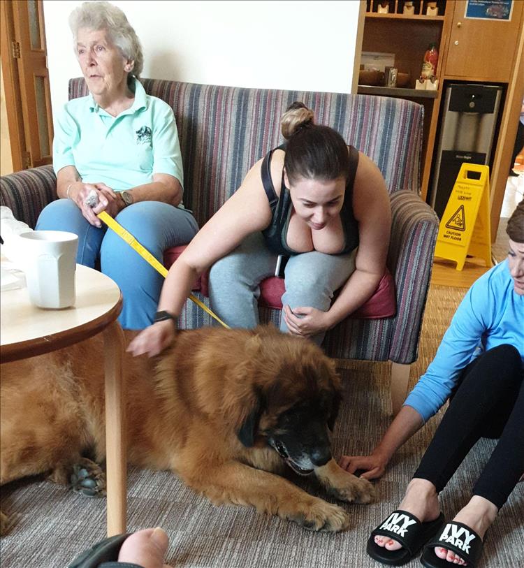 A very large furry dog being petted at the centre