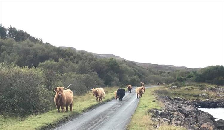 Woolly longhorn cattle nonchalantly block the narrow road on Mull