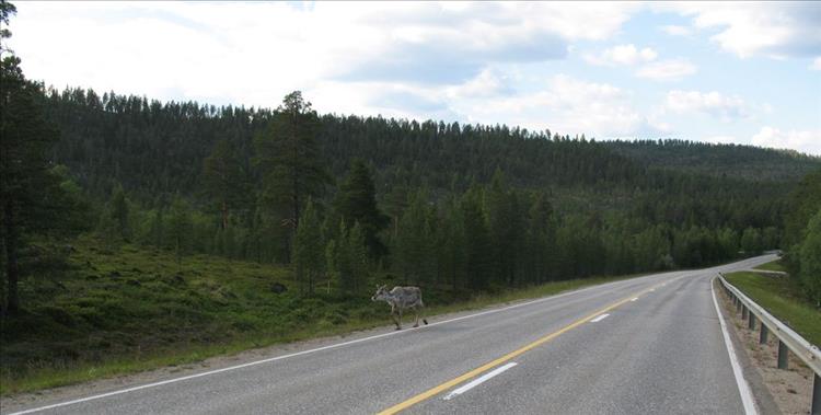 One lonely reindeer at the side of the main highway on Finland