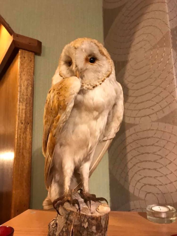 A stuffed owl at the Bay Owl restaurant