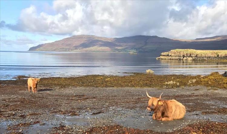 Highland cows with shaggy fur and long horns lie on the pebble beach right beside the calm shore
