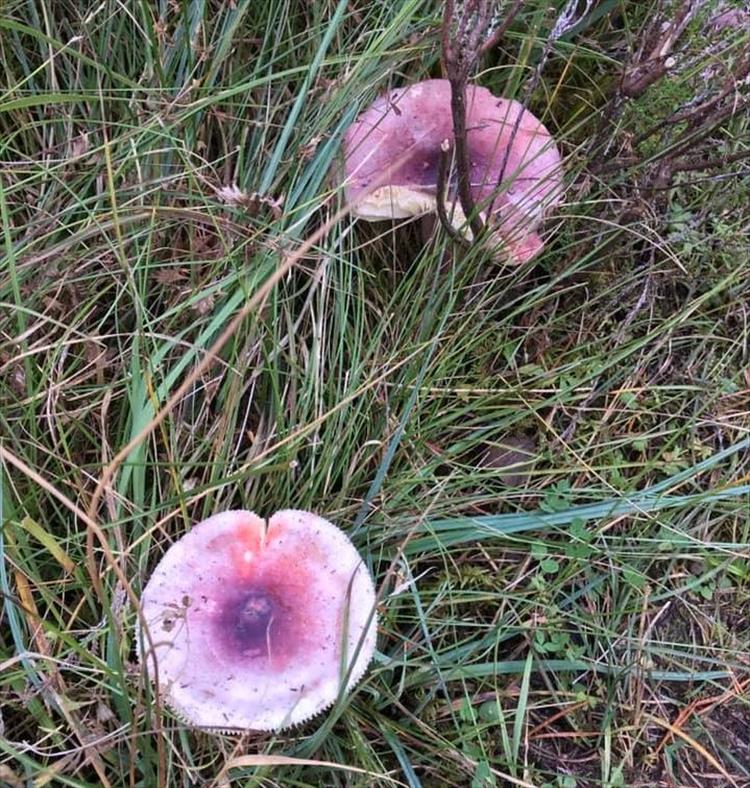 mushrooms in the grass have a pinkish hue 