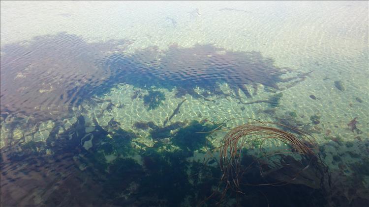 Looking into the water at Dunseverick we see it is crystal clear with the sand and seaweed below